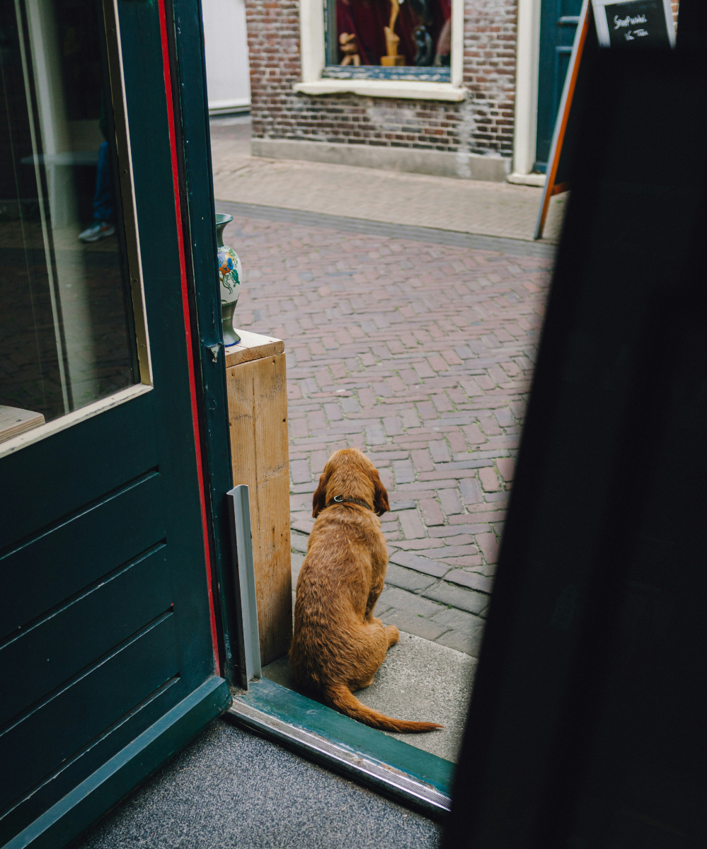 Dog waiting for... deliveries of software updates 