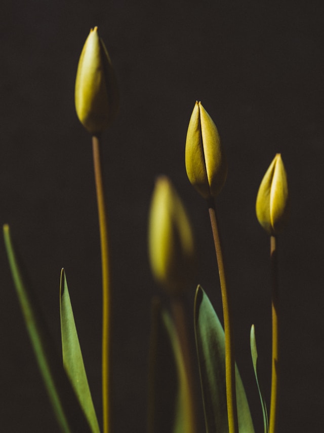 More pretty stems!