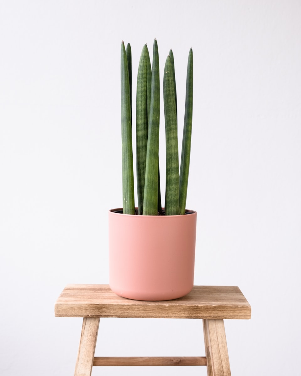 a pink potted plant sitting on top of a wooden stool